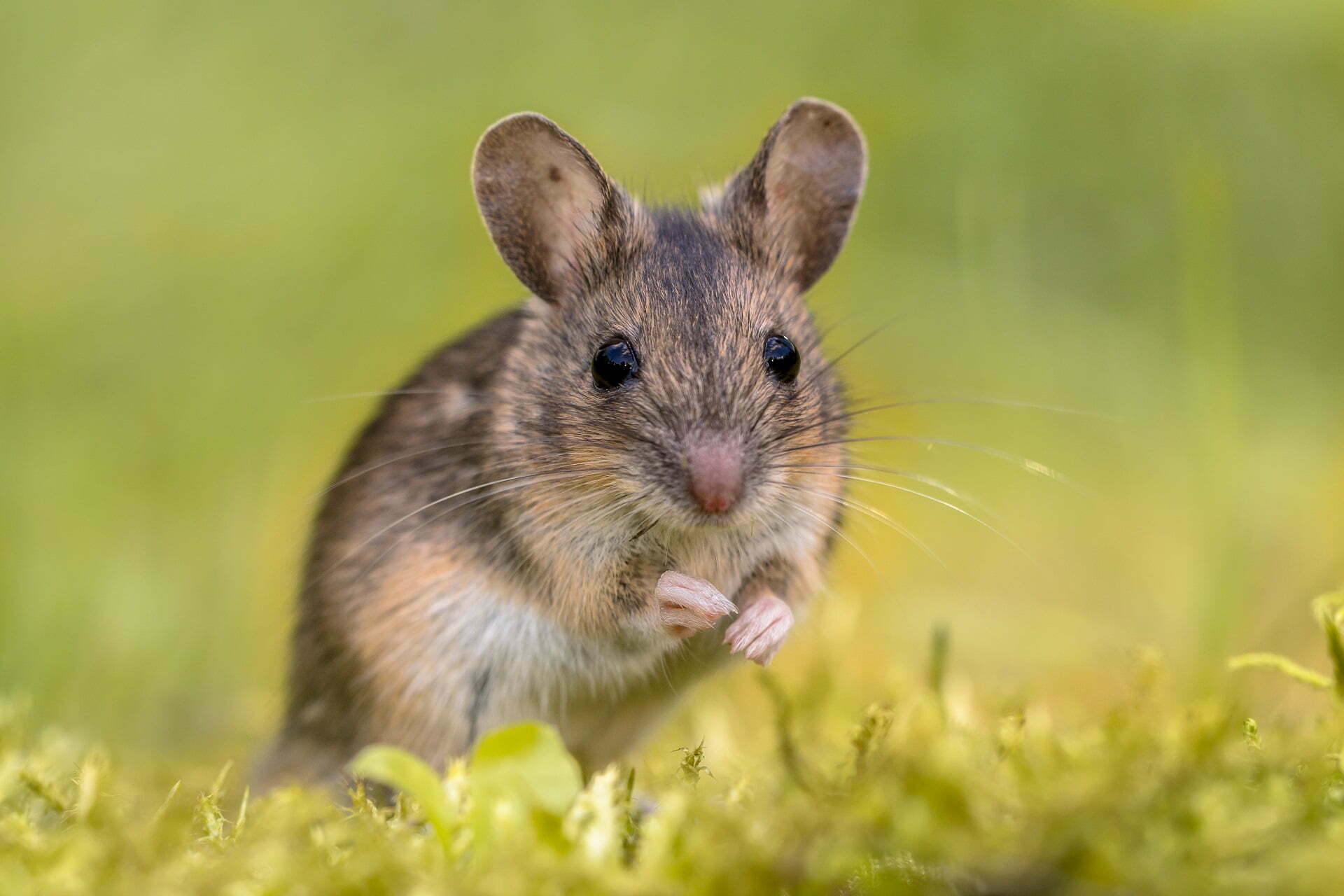 Adorable Wood mouse (Apodemus sylvaticus) on natural  green moss background and looking in the camera