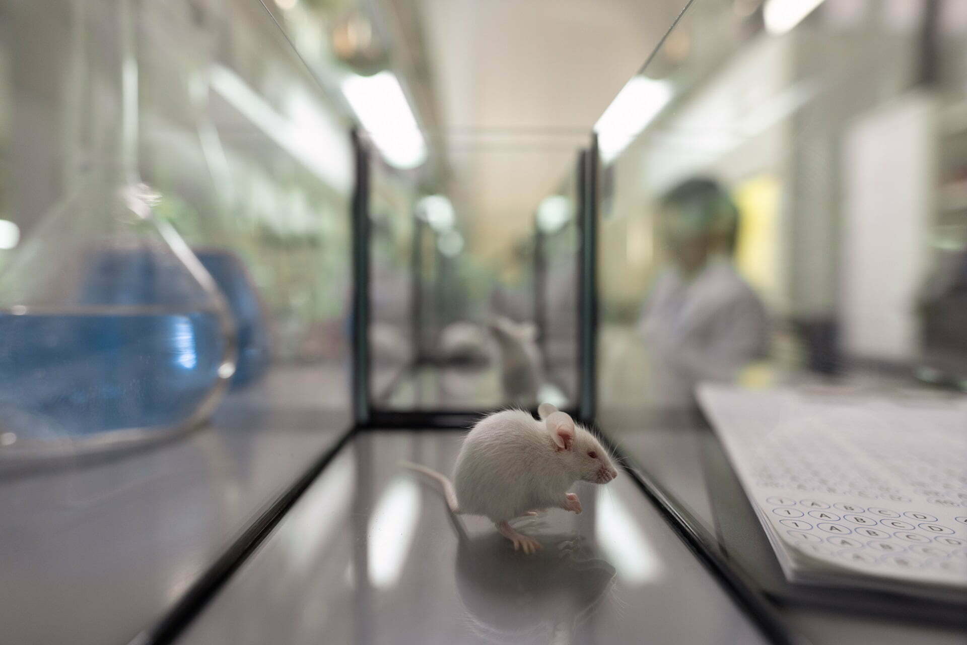 White mouse sitting inside glass container standing between tubes and documents in scientific laboratory