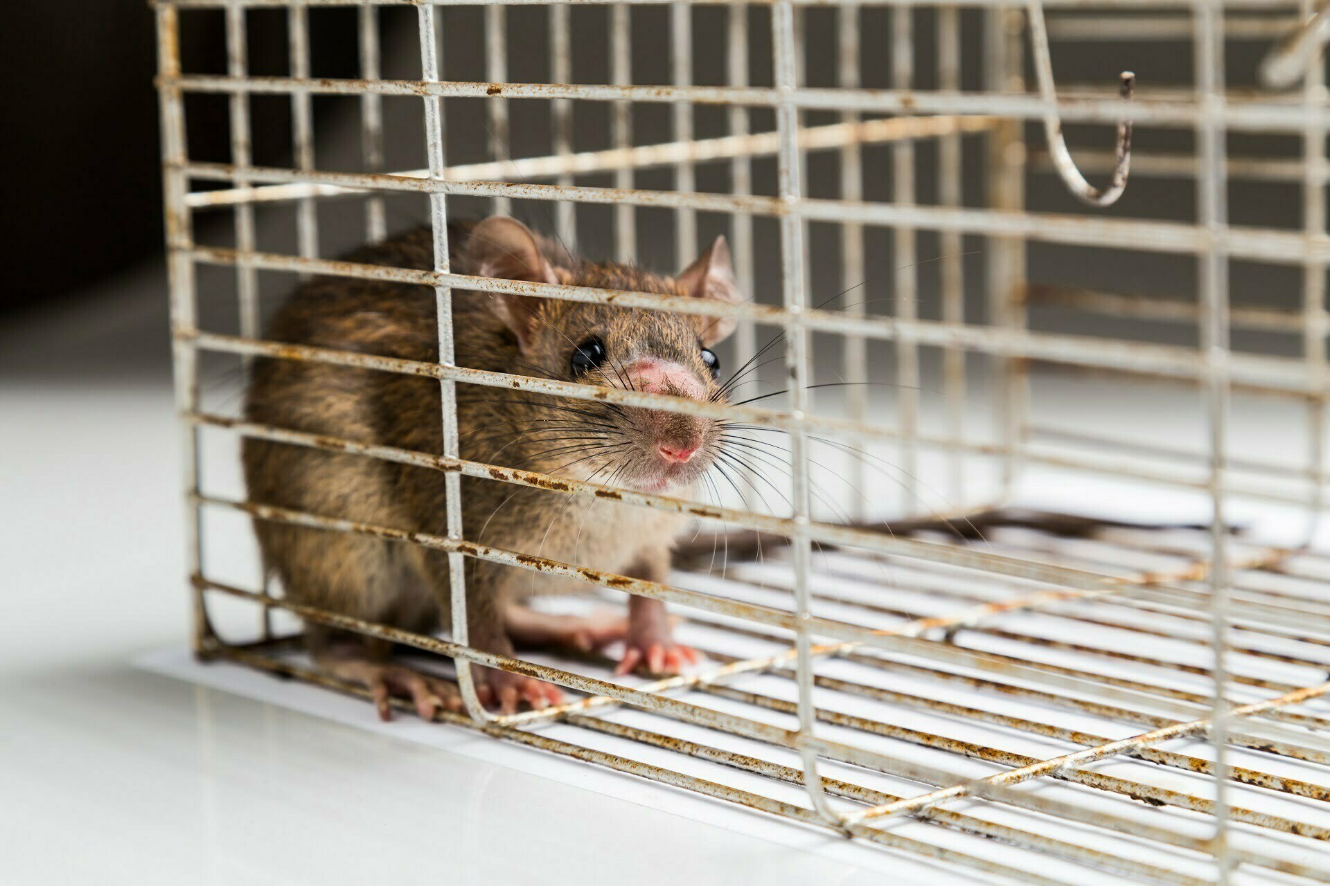 Close up of anxious rat trapped and caught in metal cage