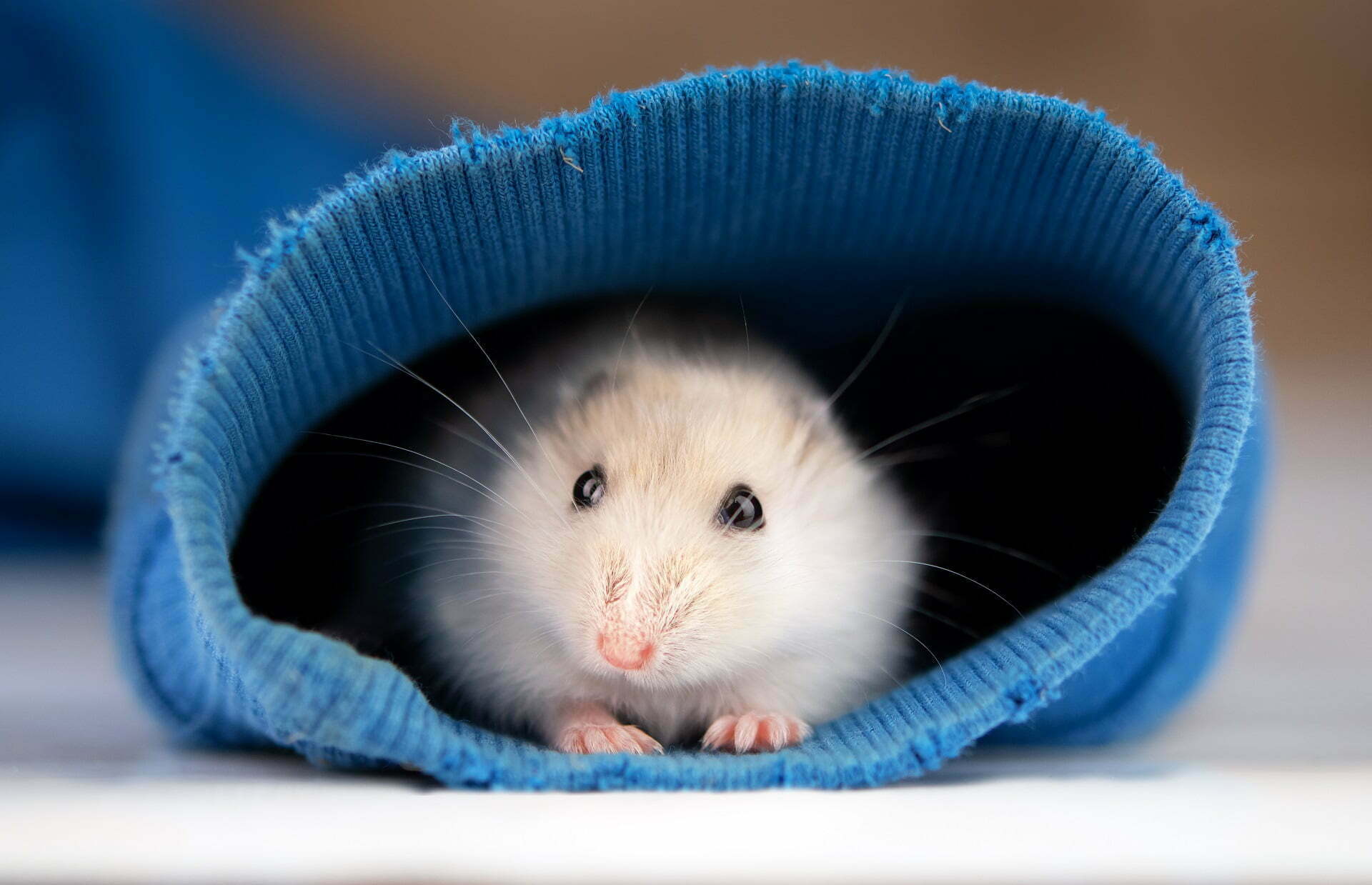 Hamster in blue sweater sleeve. Close up