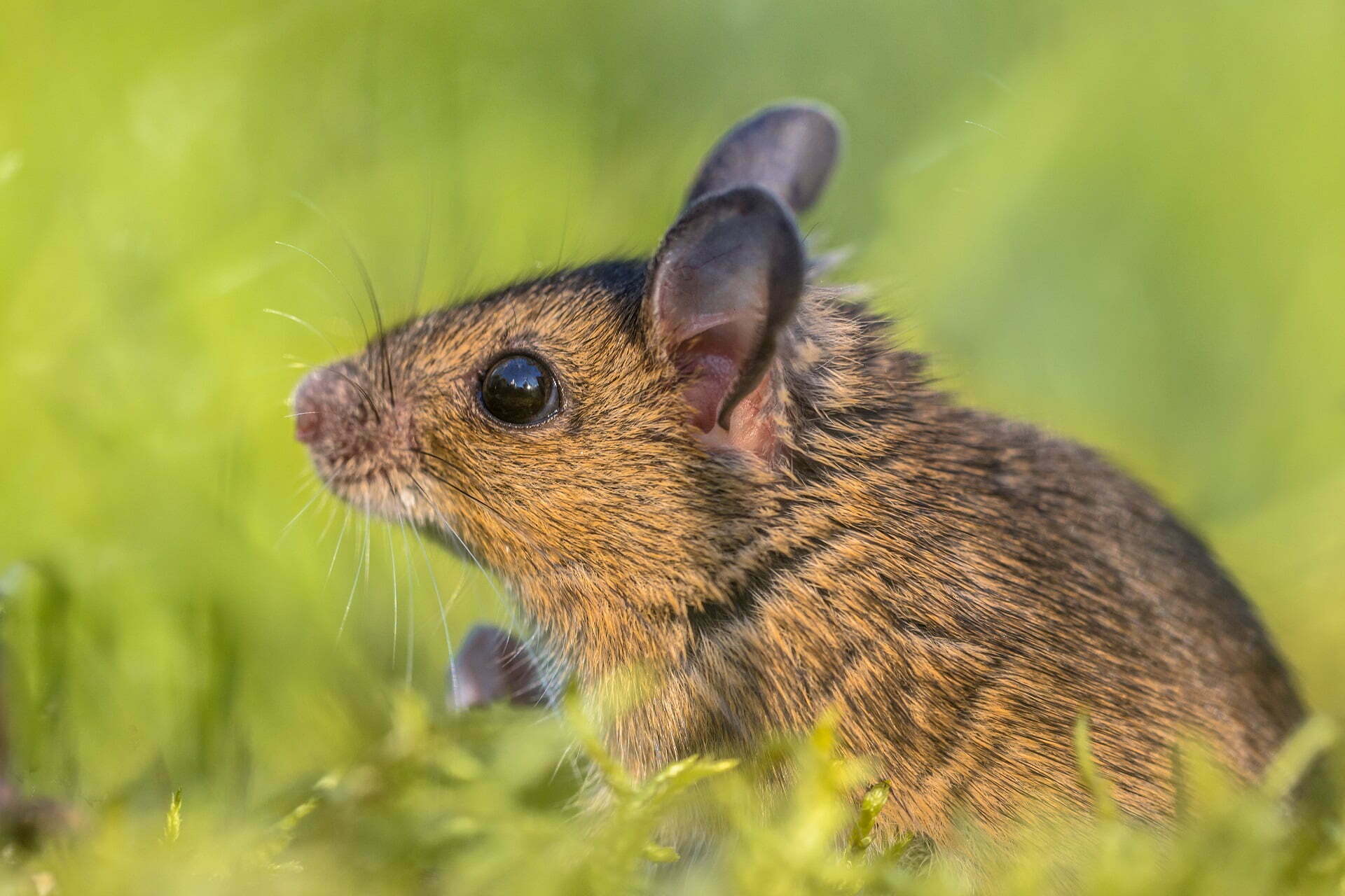 Head of Cute Wood mouse (Apodemus sylvaticus) looking out of green moss natural environment